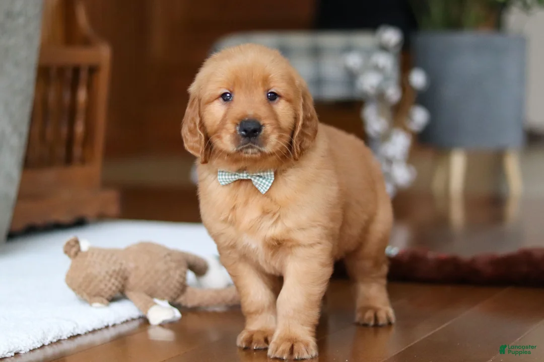 Golden Retriever dogs for sale: King - Ad 3