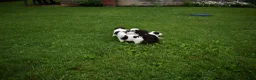 Portuguese Water Dog dogs for sale: Luna - Ad 13