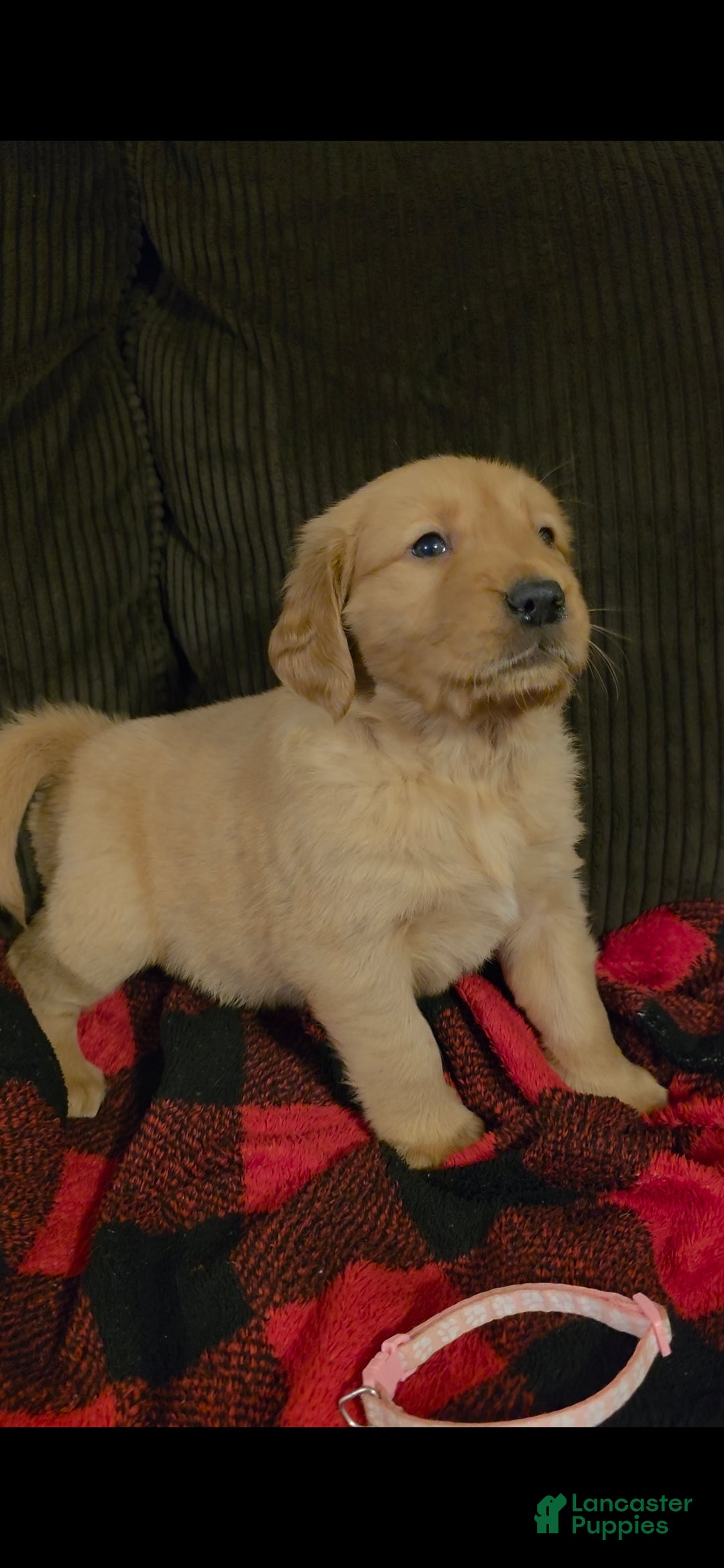 Golden Retriever dogs Brownie - Ad 8