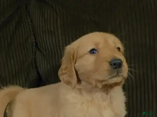 Golden Retriever dogs Brownie - Ad 7