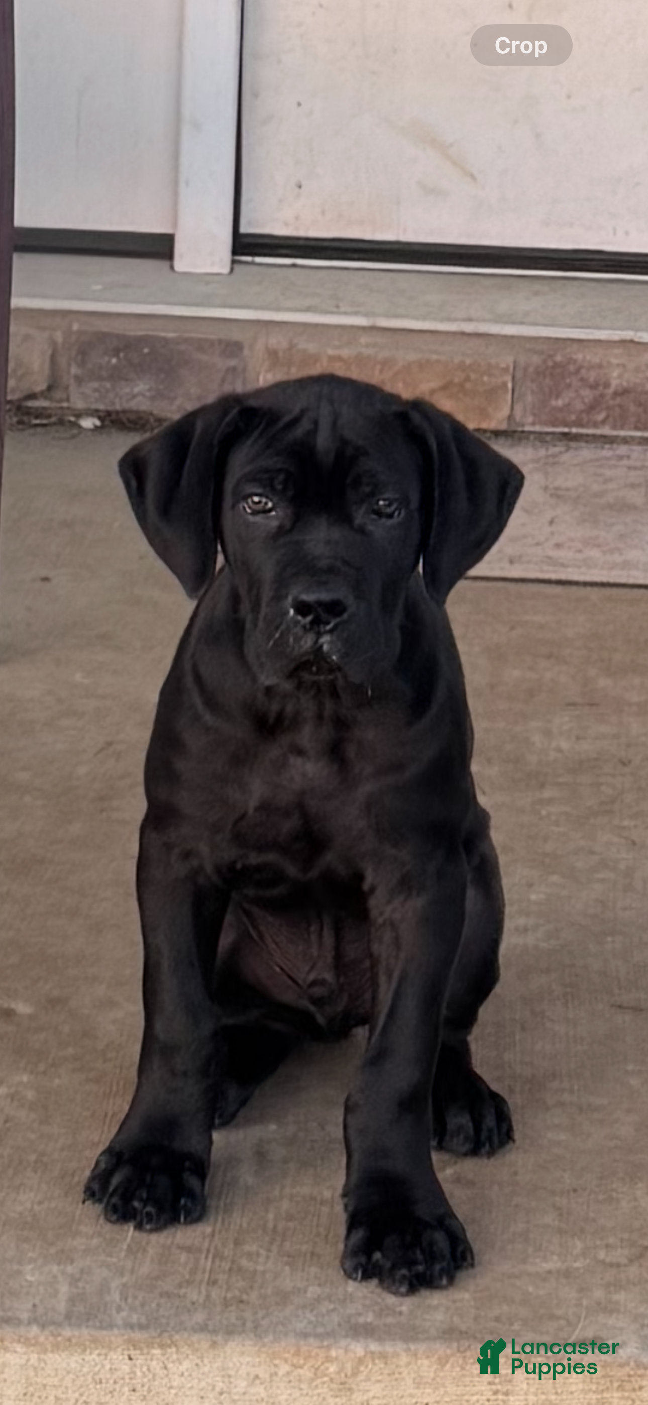 Cane Corso dogs Cane Corso Puppy 1 - Ad 38
