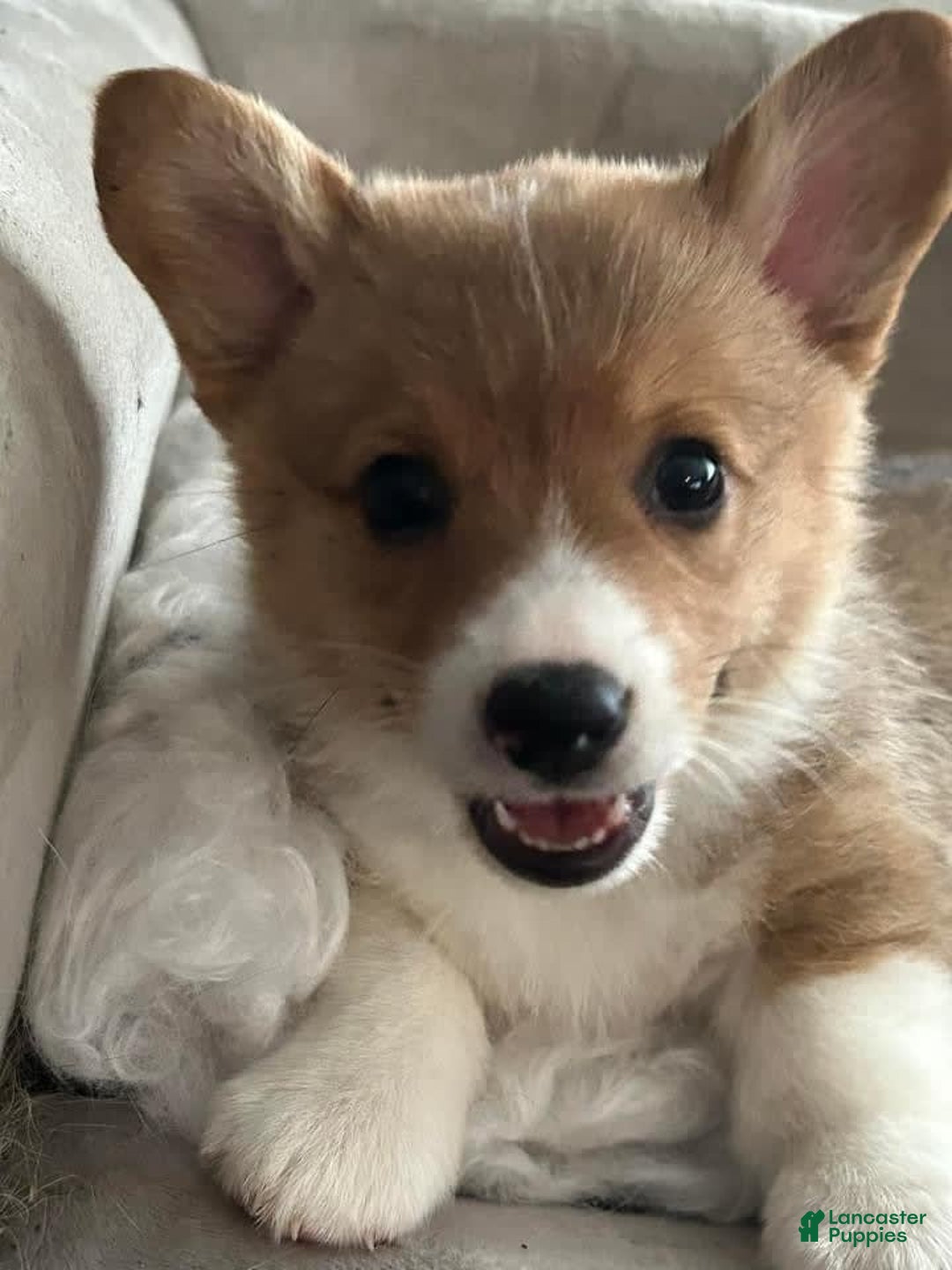 Gallery Image {{count}}