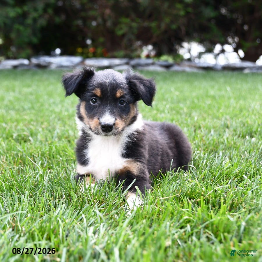 Australian Shepherd dogs Koa  - Ad 1