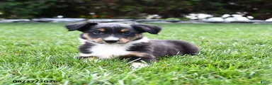Koa 