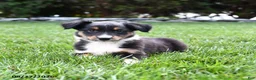 Australian Shepherd dogs for sale: Koa  - Ad 1