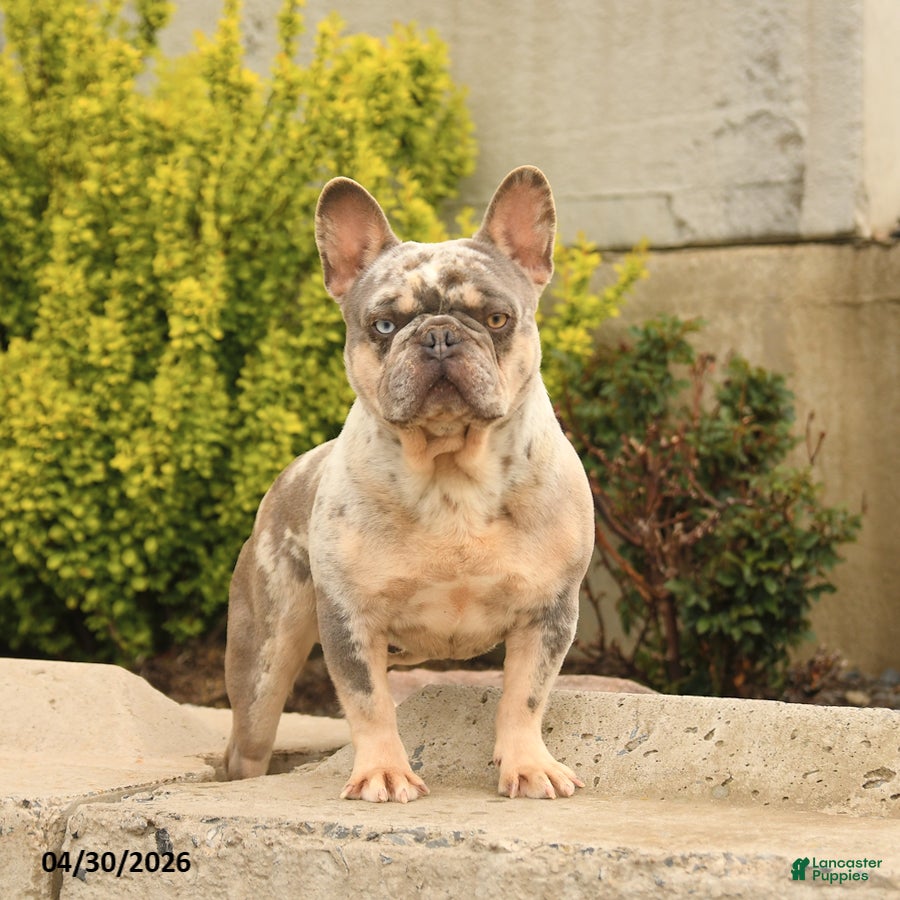 French Bulldog dogs Buddy - Ad 1