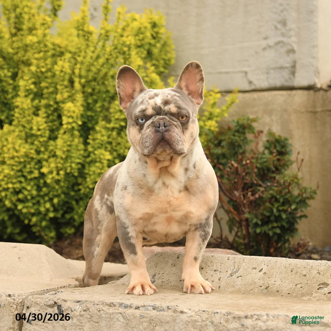 French Bulldog dogs for sale: Buddy - Ad 2