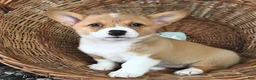Welsh Corgi Pembroke dogs for sale: Kim  - Ad 4