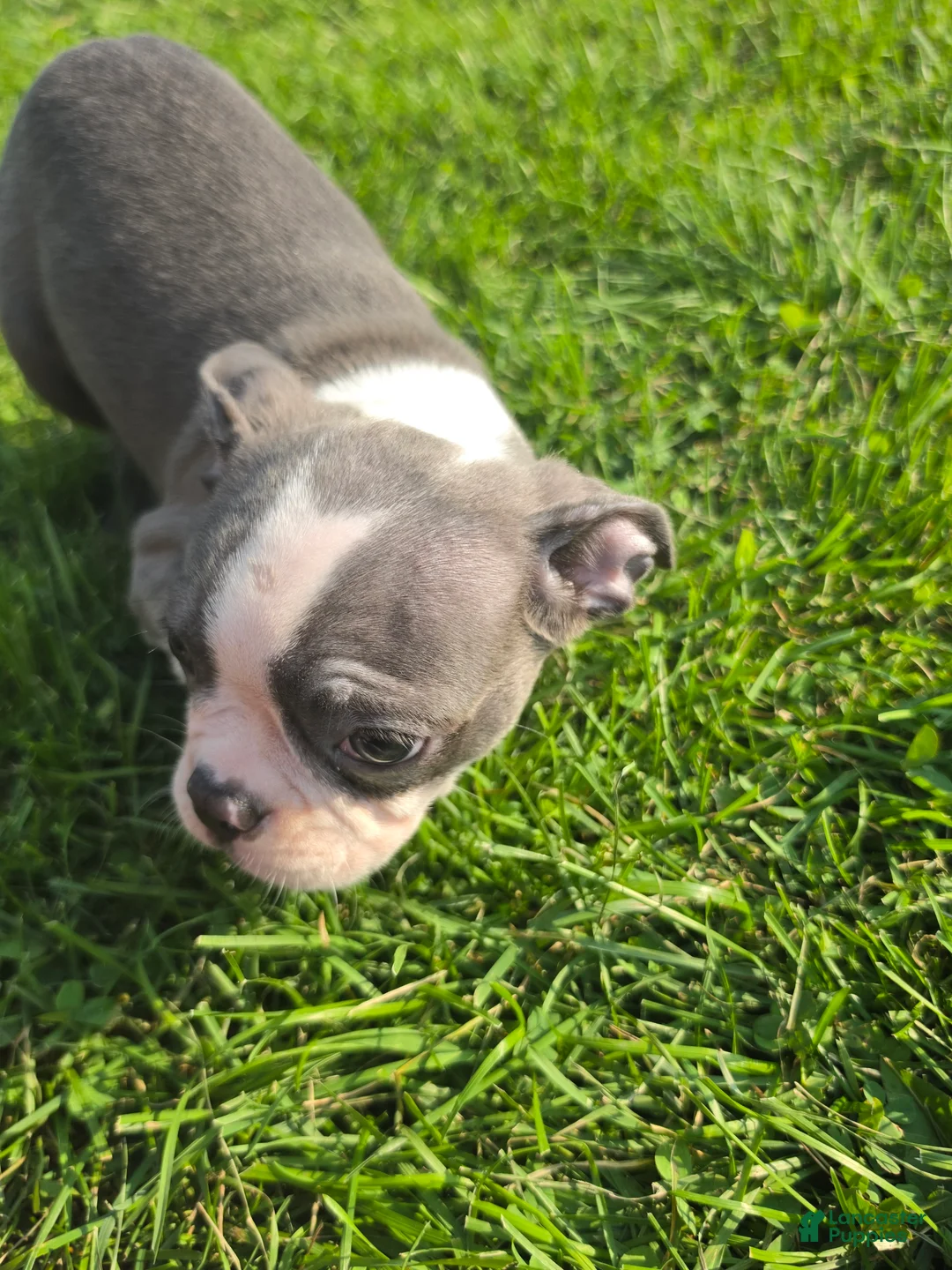 Boston Terrier dogs for sale: Boston Terrier Female 3 - Ad 2