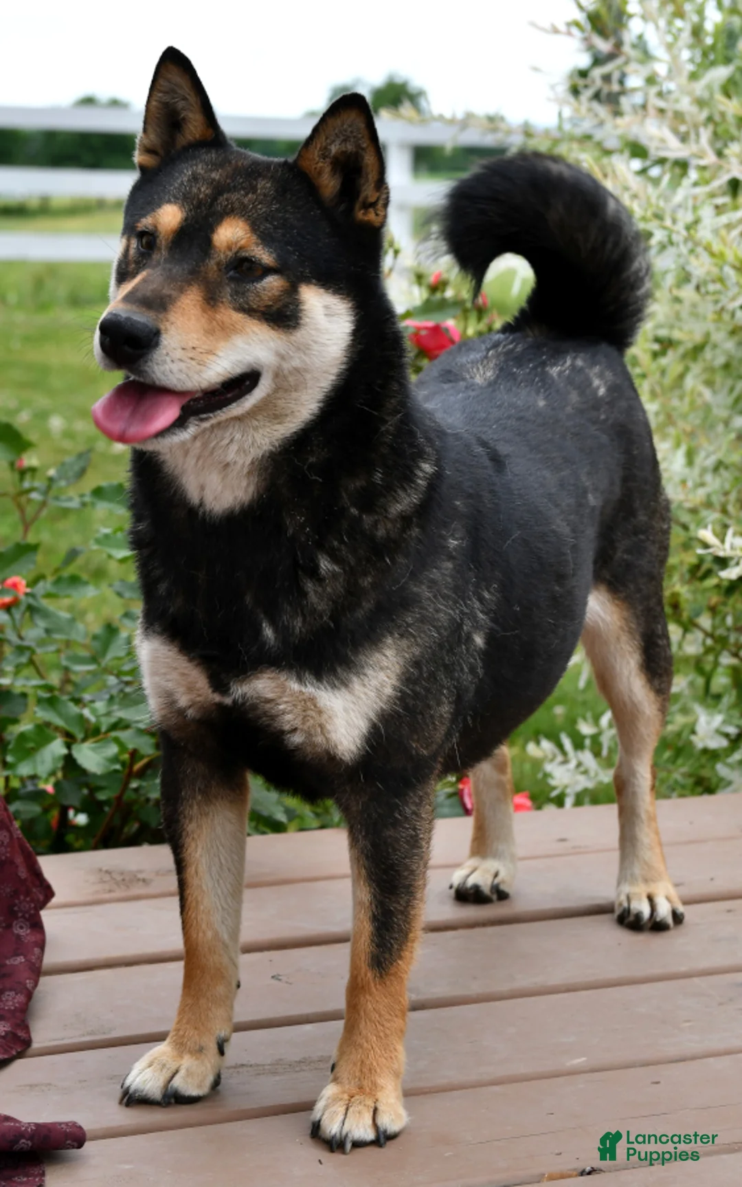 Shiba Inu dogs for sale: Summer - Ad 4