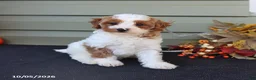 Cavapoo dogs for sale: Milo - Ad 4
