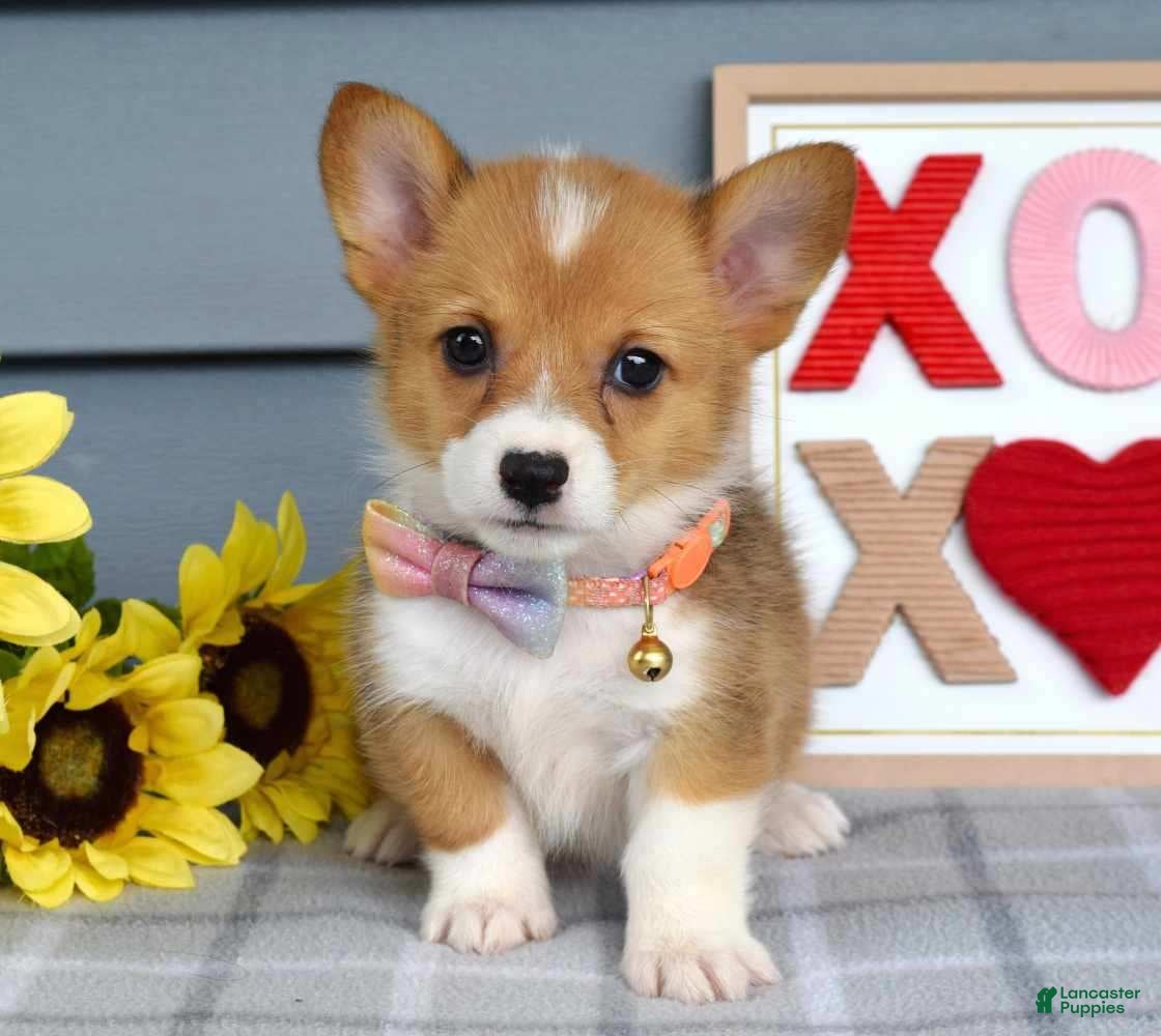 Welsh Corgi Pembroke dogs Winnie - Ad 1