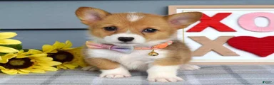 Winnie