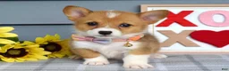 Welsh Corgi Pembroke dogs for sale: Winnie - Ad 1