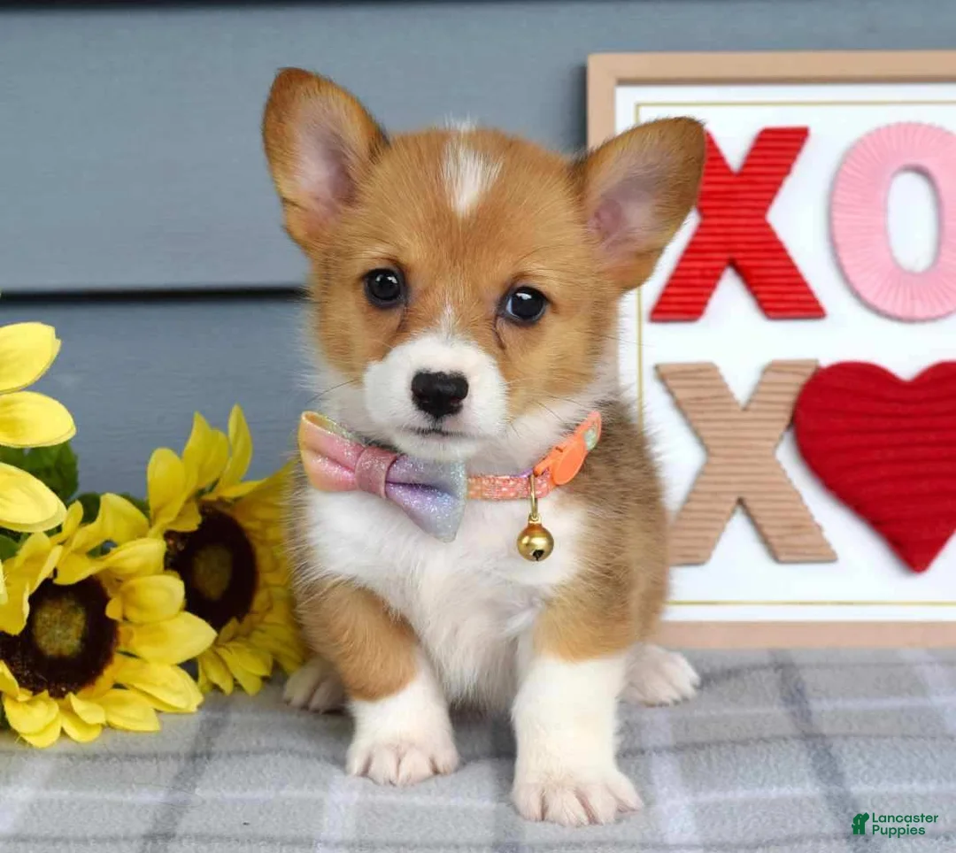 Welsh Corgi Pembroke dogs for sale: Winnie - Ad 1