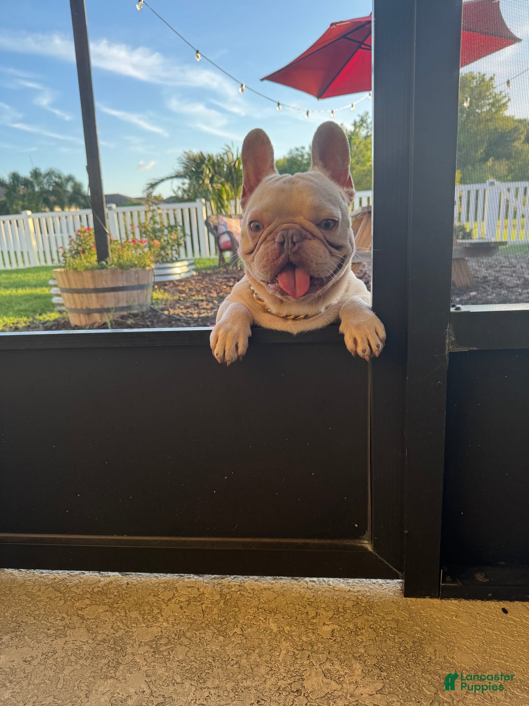 French Bulldog dogs for stud: Pecan stud - Ad 12