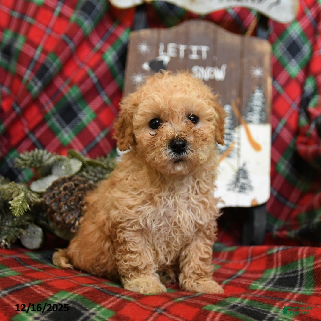 Bichpoo dogs for sale: Nash - Ad 2