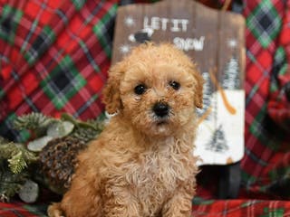 Bichpoo dogs Nash - Ad 22