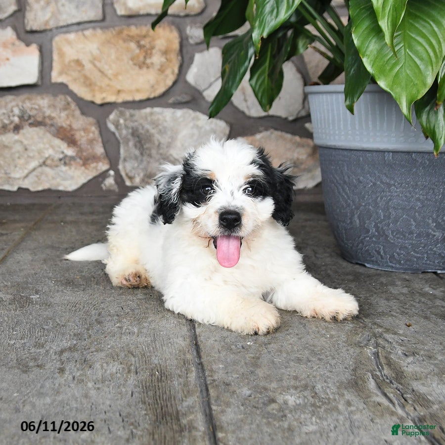 Mini Bernedoodle dogs Randy - Ad 2