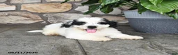 Mini Bernedoodle dogs for sale: Randy - Ad 2