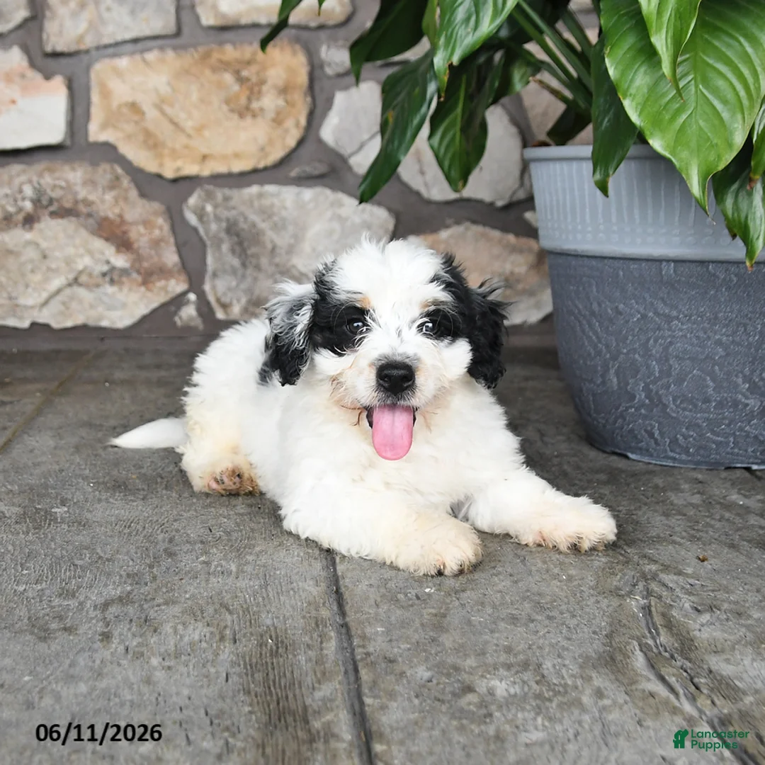 Mini Bernedoodle dogs for sale: Randy - Ad 2