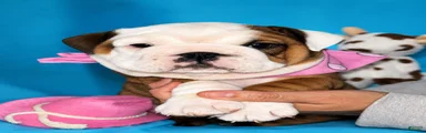 Jesssie