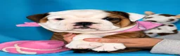 English Bulldog dogs for sale: Jesssie - Ad 1