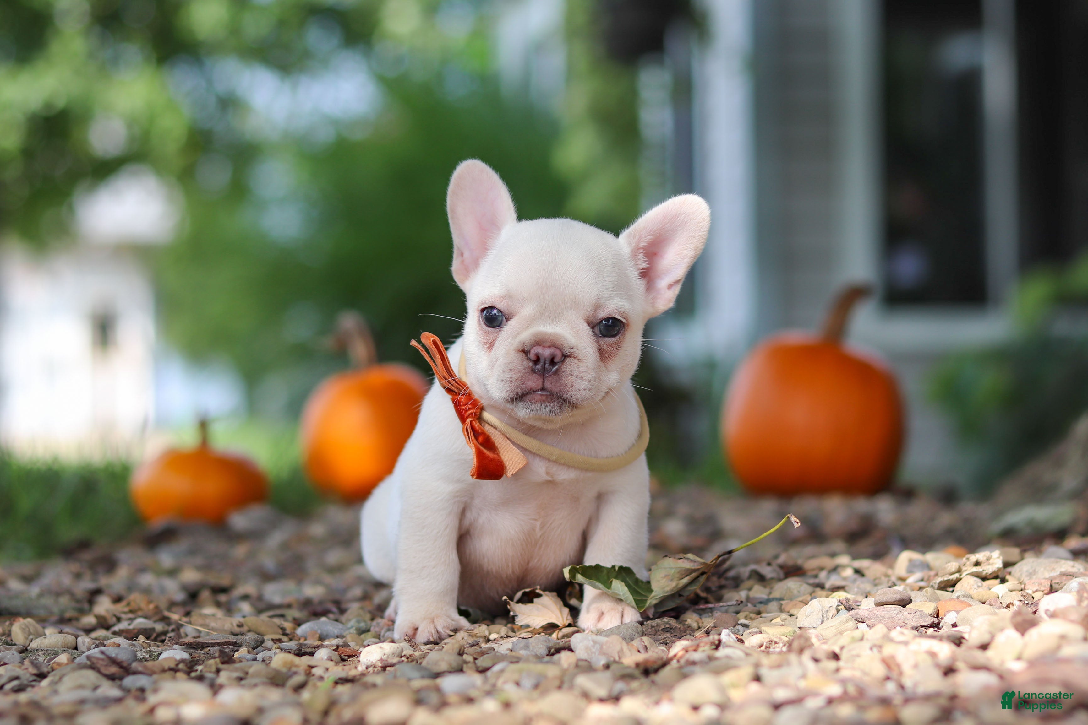 French Bulldog dogs Eden - Ad 1