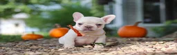 French Bulldog dogs for sale: Eden - Ad 1