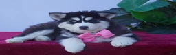 Siberian Husky dogs for sale: Buffy - Ad 2