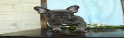 French Bulldog dogs for sale: Lessly - Ad 5