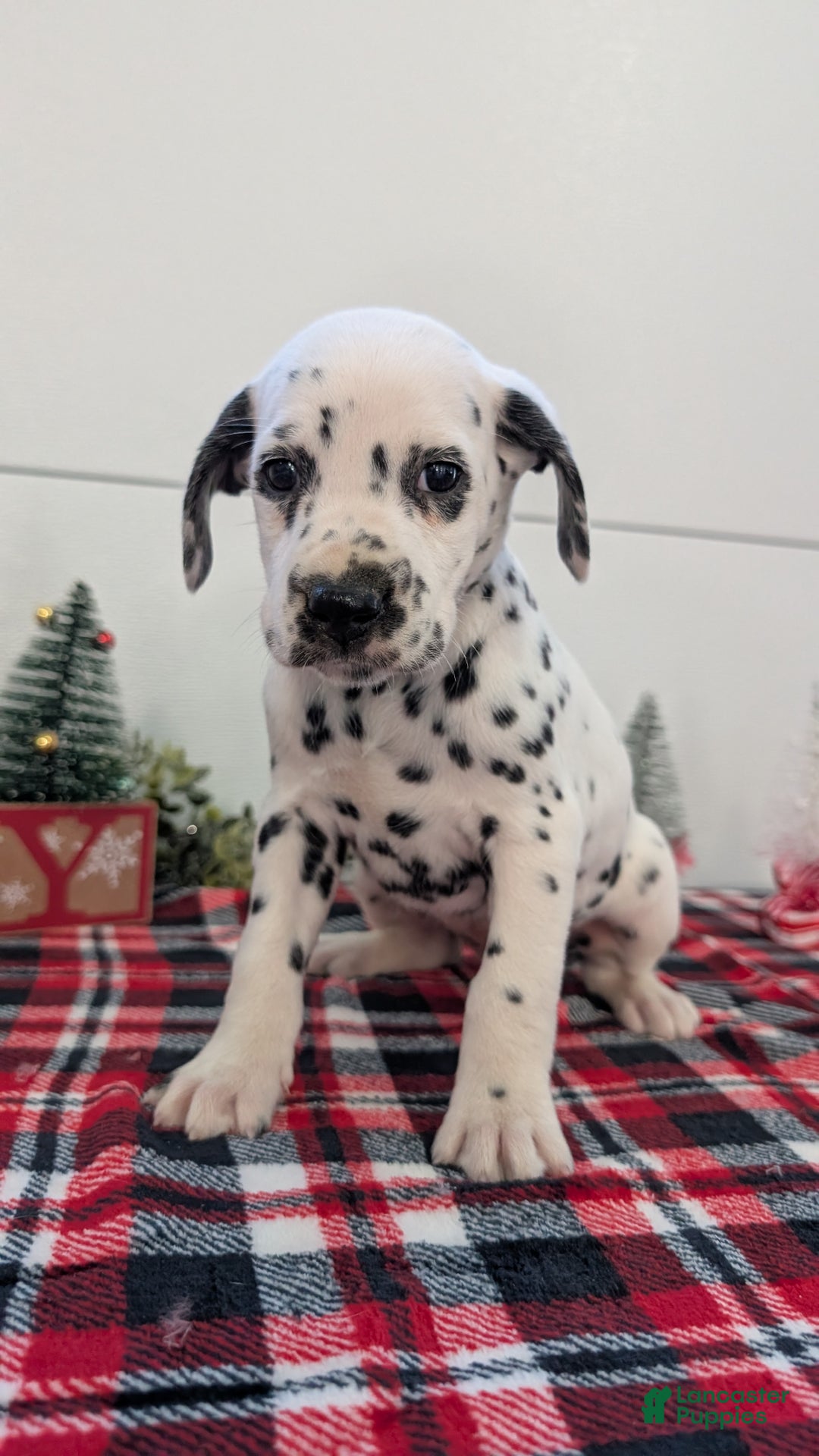 Dalmatian dogs for sale: Sweetie  - Ad 6
