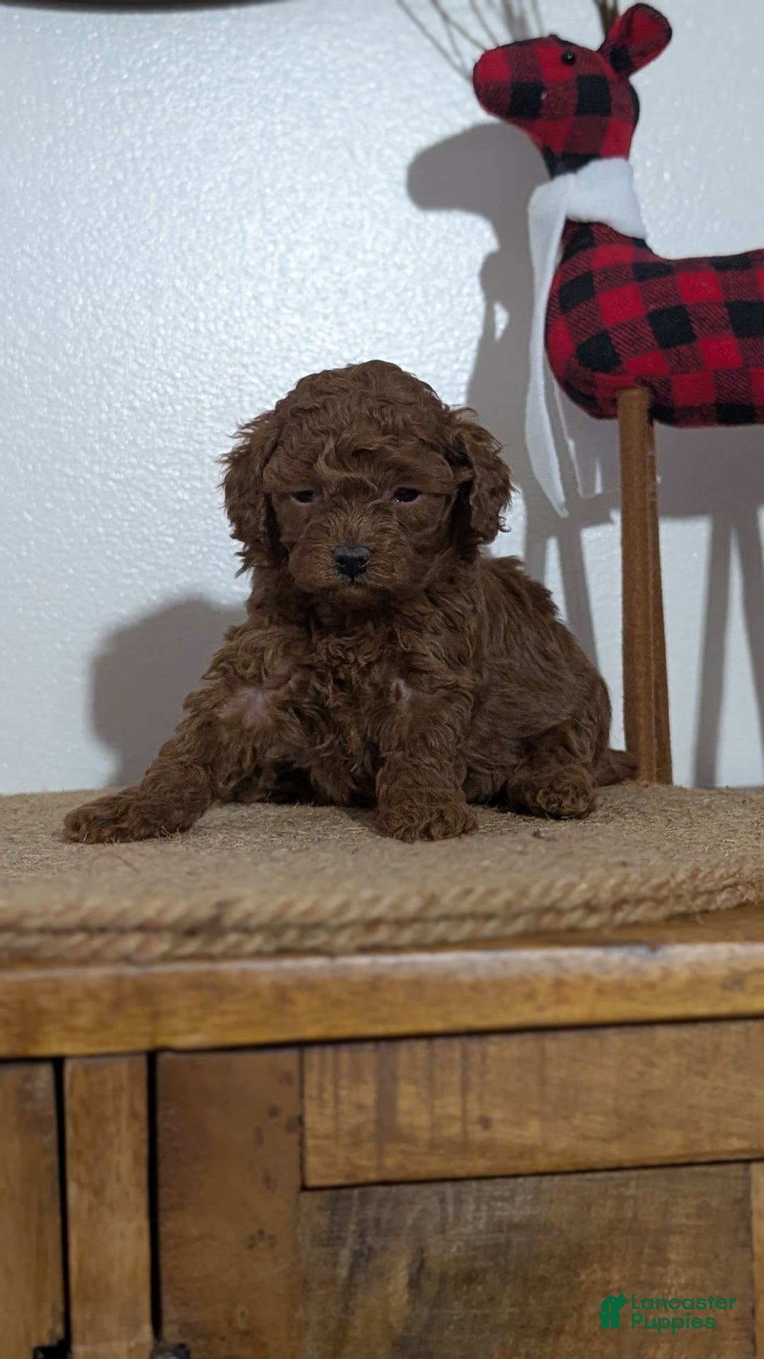 Miniature Poodle dogs for sale: Malia - Ad 6