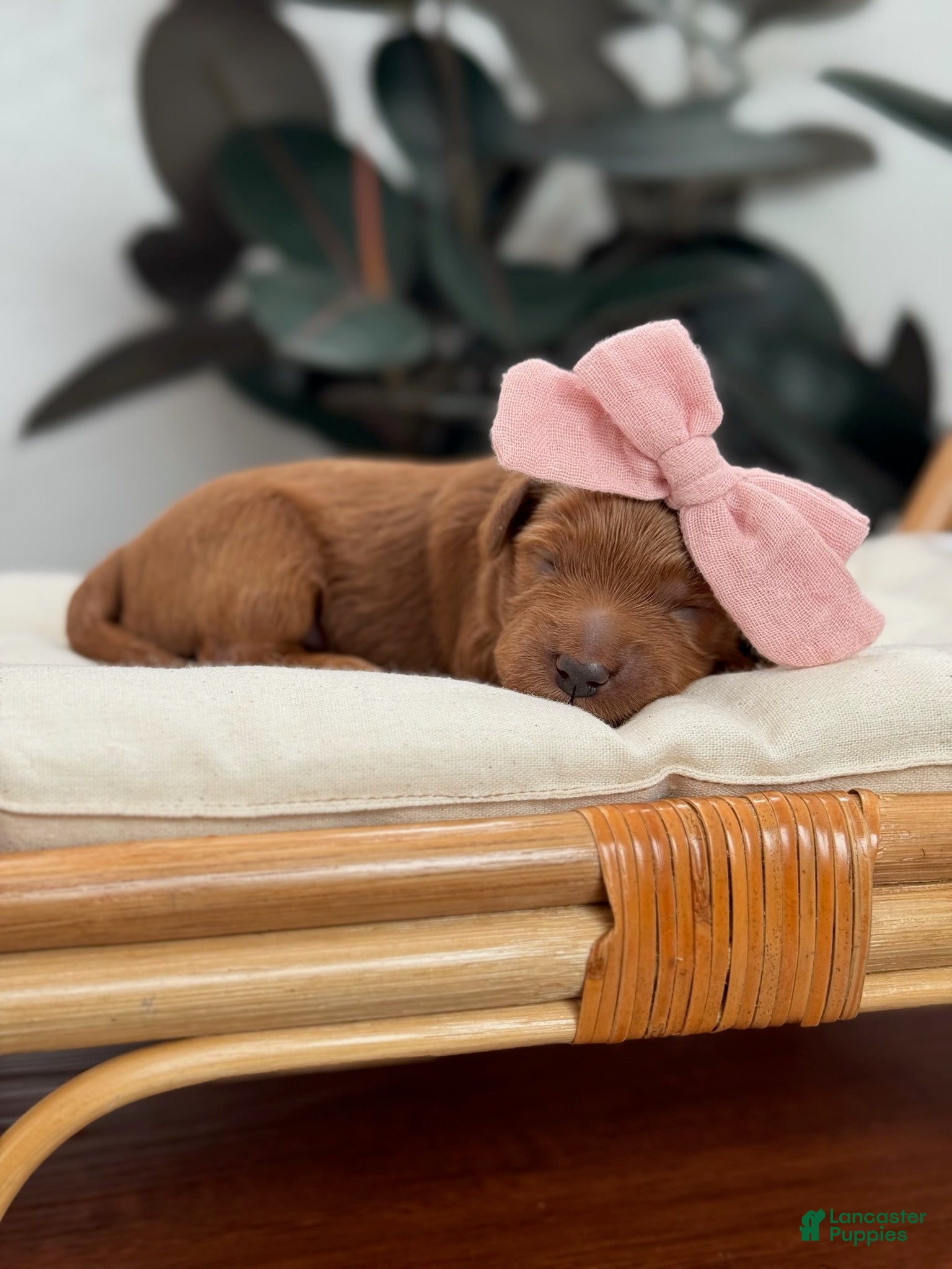 Mini Goldendoodle dogs Jan - Ad 8