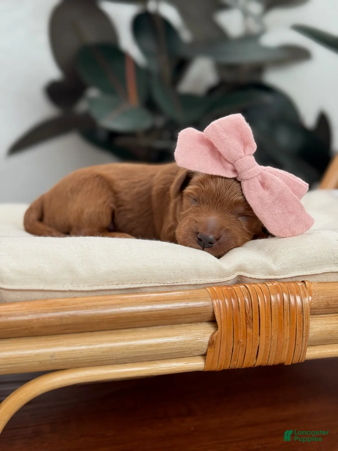 Mini Goldendoodle dogs for sale: Jan - Ad 1