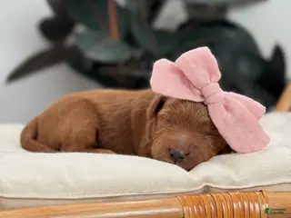 Mini Goldendoodle dogs Jan - Ad 8