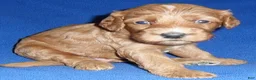 Cockapoo dogs for sale: Reggie - Ad 6