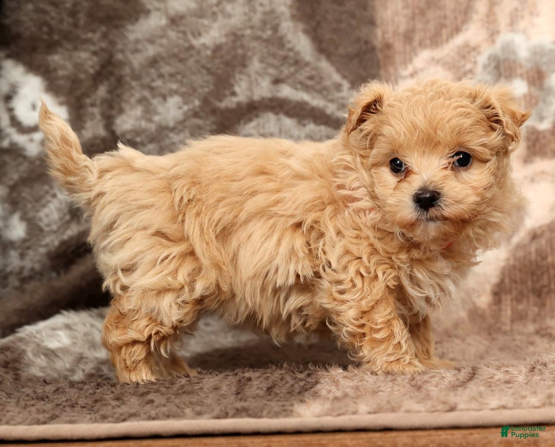 Maltipoo dogs for sale: Nova - Ad 2