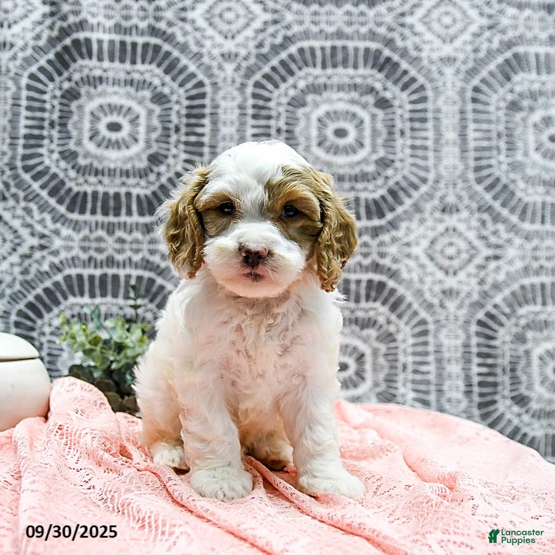 Shihpoo dogs for sale: Hunter - Ad 6