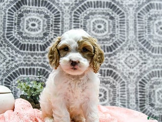 Shihpoo dogs - Ad 6