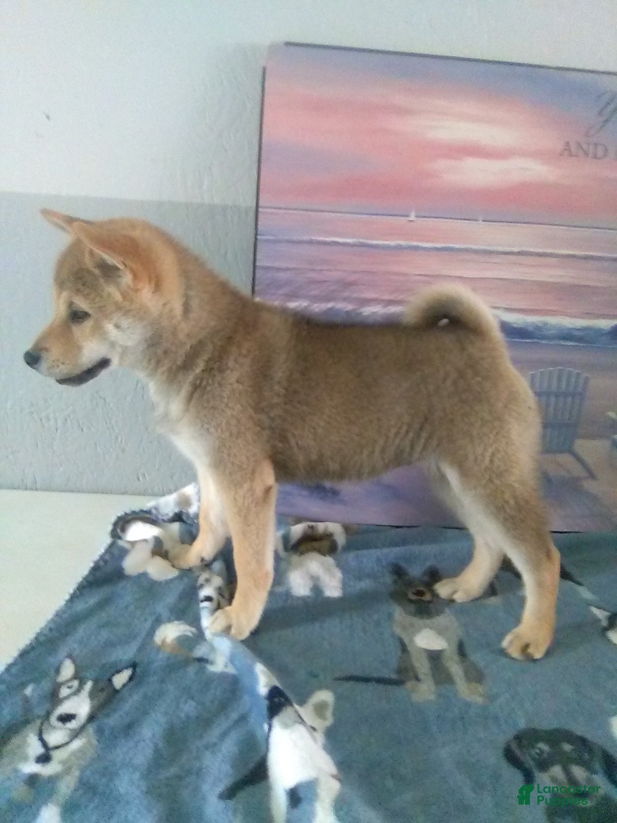 Shiba Inu dogs Breann - Ad 2
