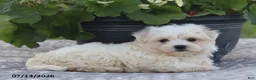 Maltese dogs for sale: Arlene - Ad 8