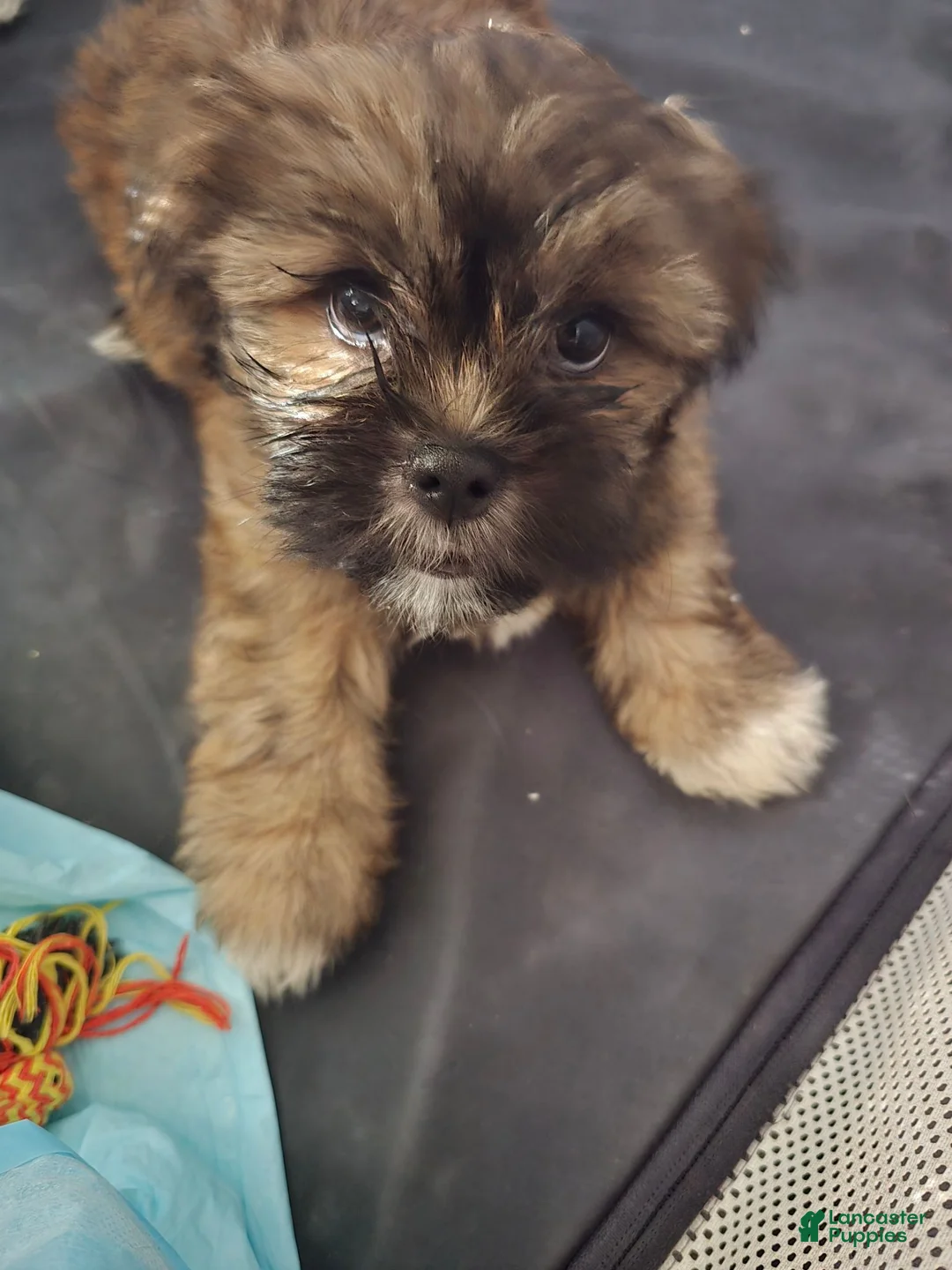 Shorkie dogs for sale: Shorkie 1 - Ad 1