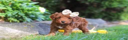 Cockapoo dogs for sale: Sienna - Ad 2