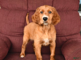 Irish Setter dogs - Ad 12