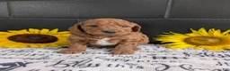 Mini Goldendoodle dogs for sale: Mini-Marko - Ad 12