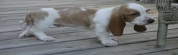 Basset Hound dogs for sale: Leo - Ad 3