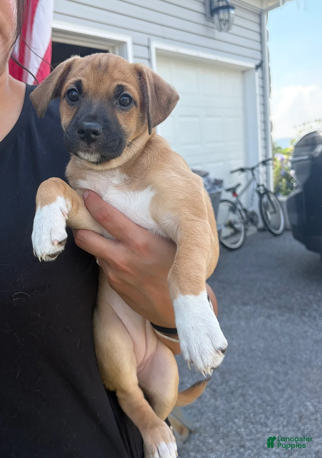 Mixed Breed dogs for sale: Marley - Ad 2