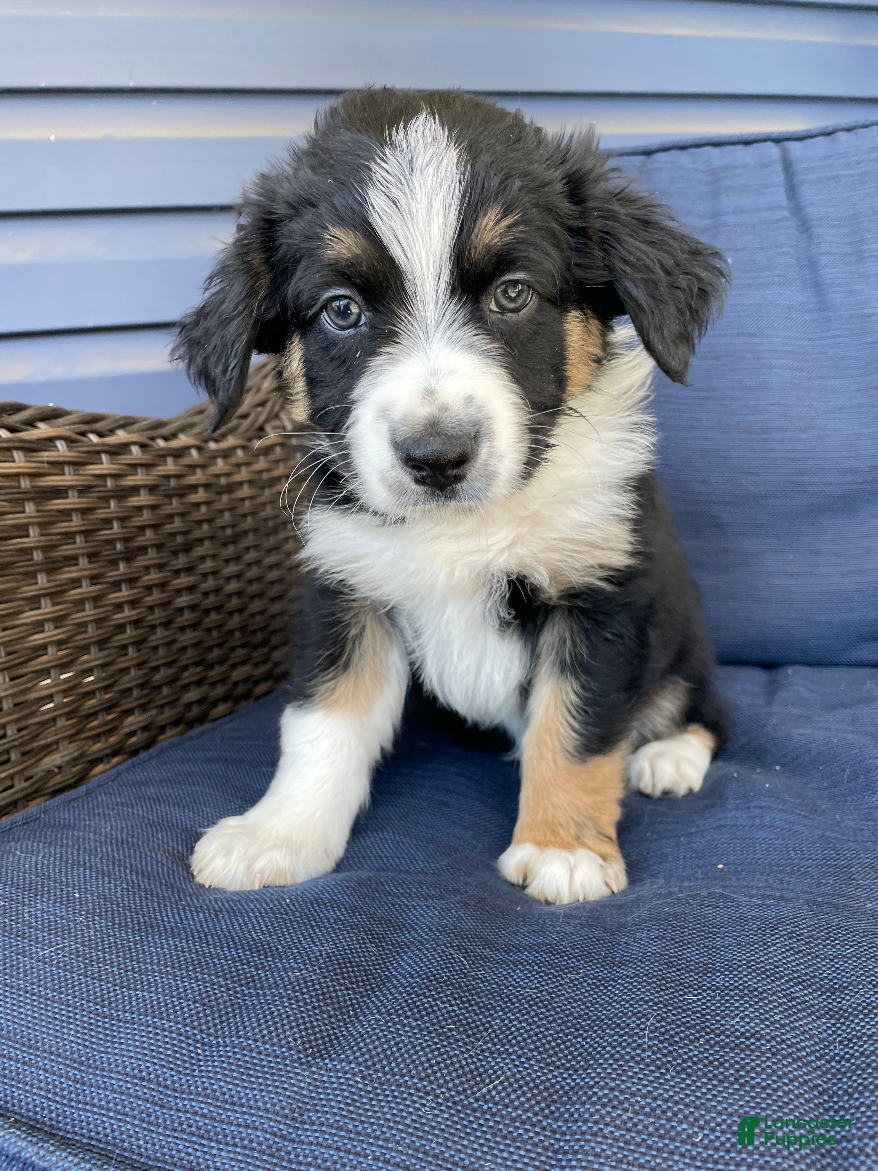 Australian Shepherd dogs Crash - Ad 4