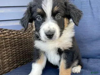 Australian Shepherd dogs Crash - Ad 4